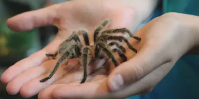/img/16133-tarantula-safety.webp
