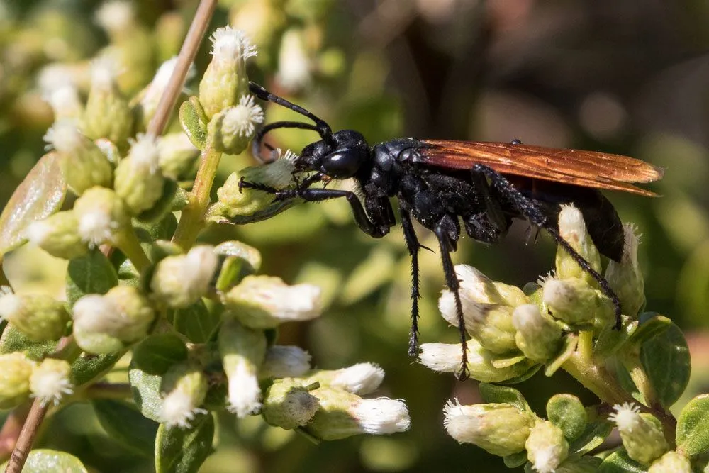 16135 tarantula hawk diet