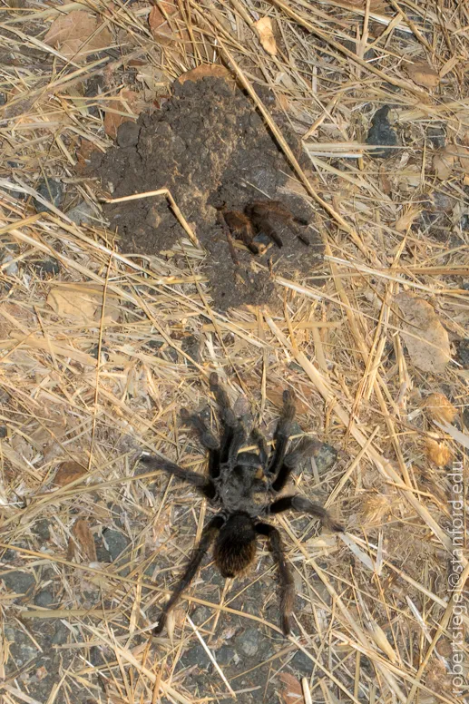 16139 tarantula bite allergy