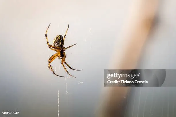16139 tarantula bite first aid