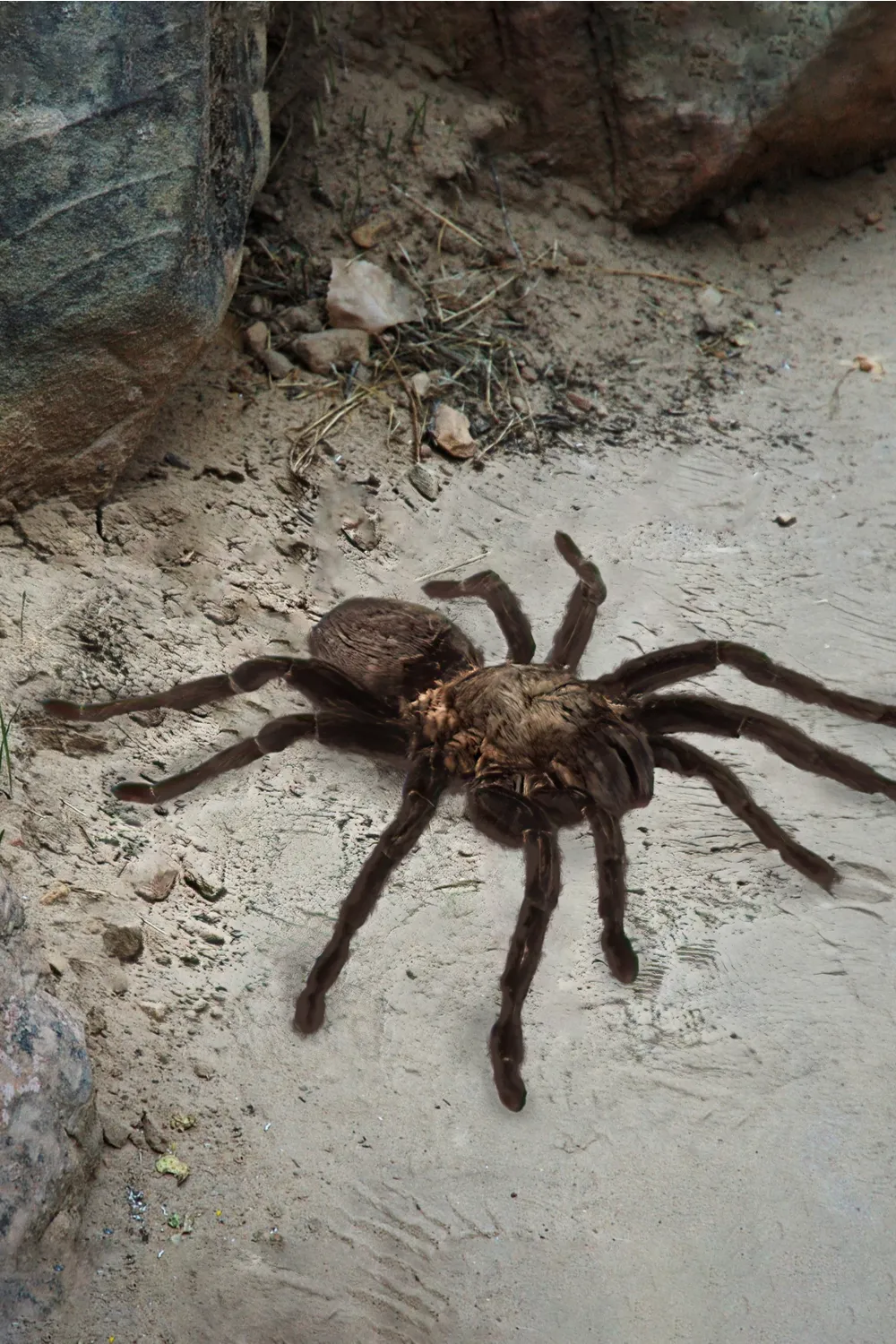/img/16139-tarantula-prevention-outdoors.webp