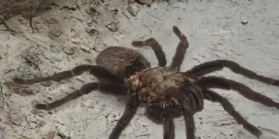 /img/16139-tarantula-prevention-outdoors.webp