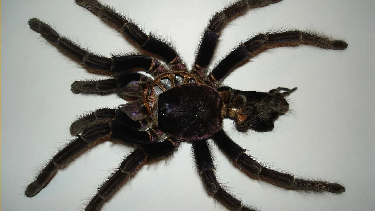 /img/16142-tarantula-environment.webp