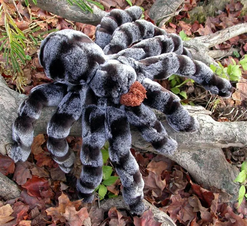 16143 tarantula xl appearance