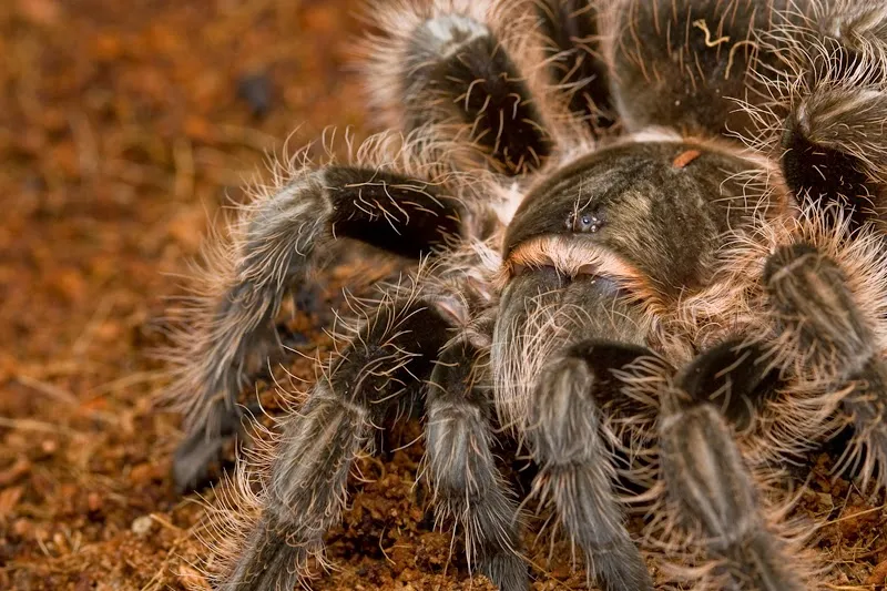 16143 tarantula xl behavior