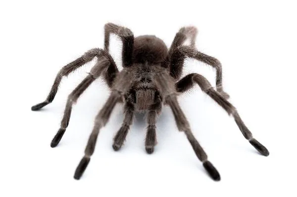 16143 tarantula xl introduction