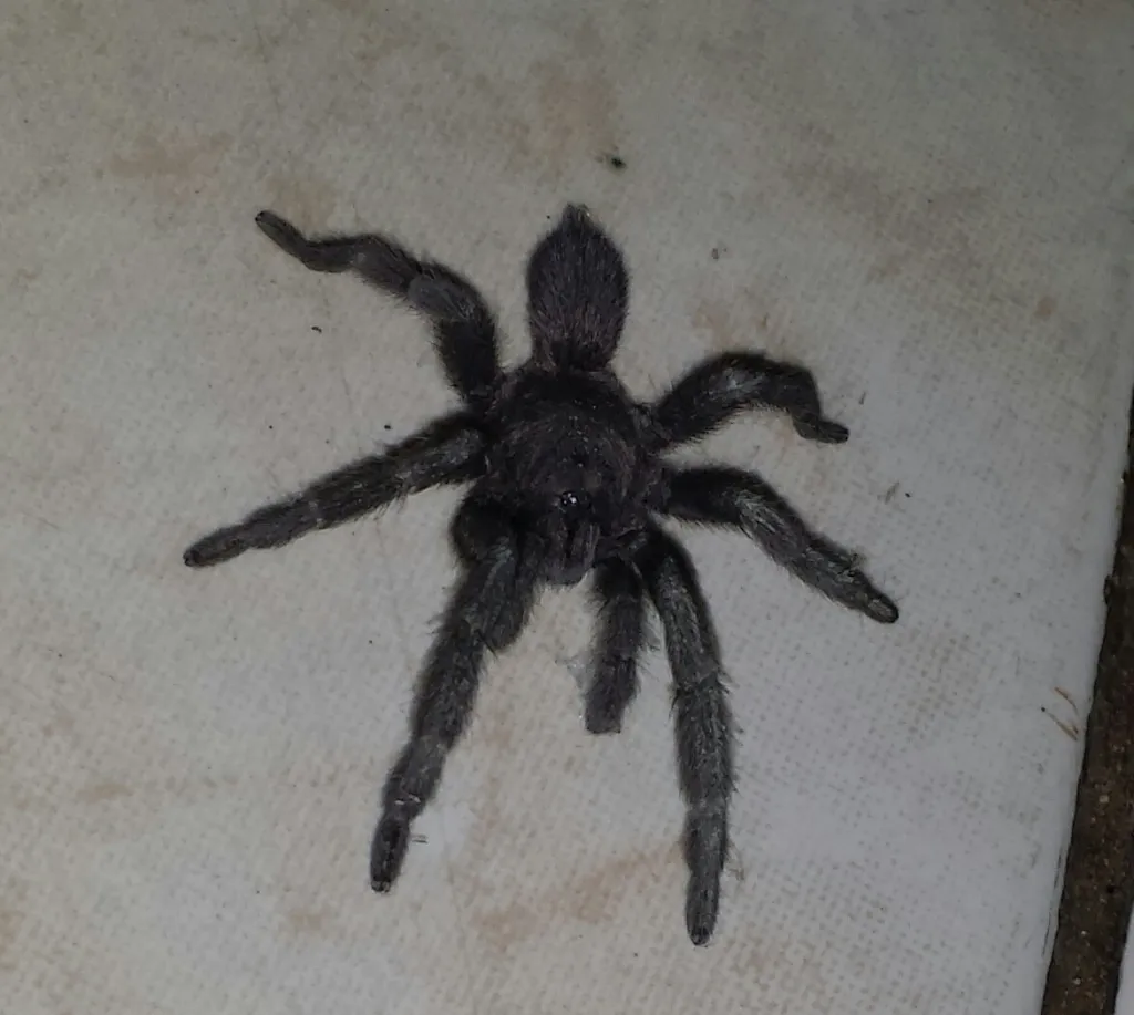 16144 davao earth tiger tarantula