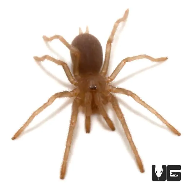/img/16144-philippine-tarantula-species.webp