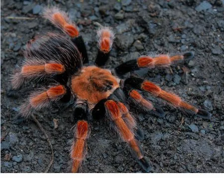 16144 tarantula conservation