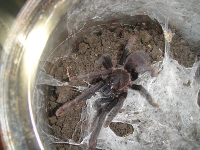 16144 tarantula feeding