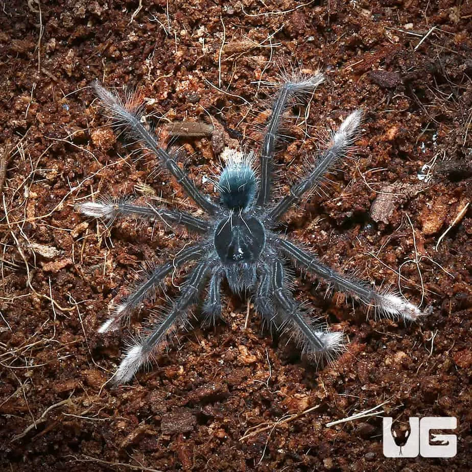 16145 goliath tarantula handling