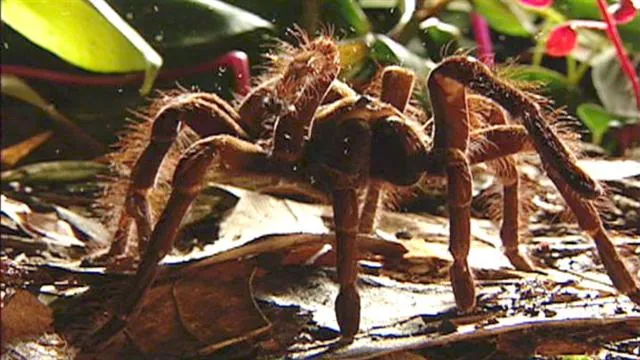 /img/16145-goliath-tarantula-health.webp