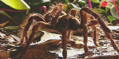 /img/16145-goliath-tarantula-health.webp