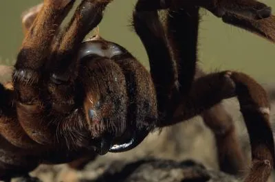 16145 goliath tarantula molting