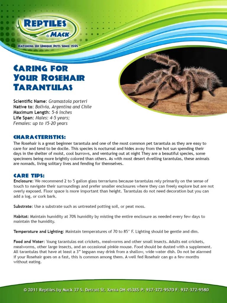 16145 goliath tarantula substrate