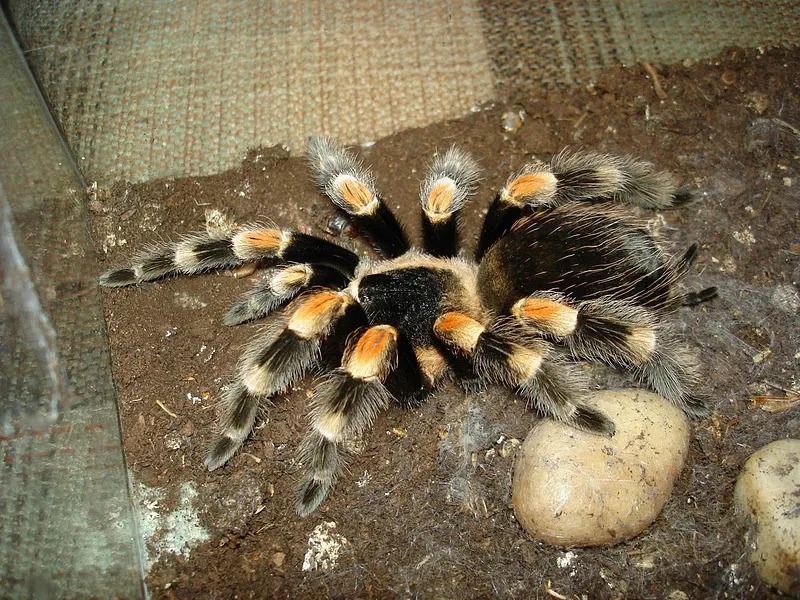 16146 tarantula handling