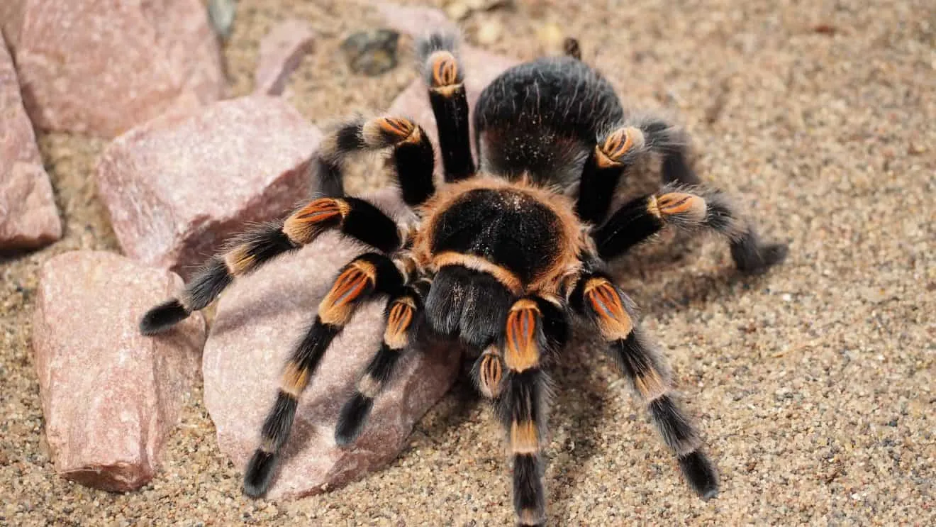 16147 bacterial infection tarantula