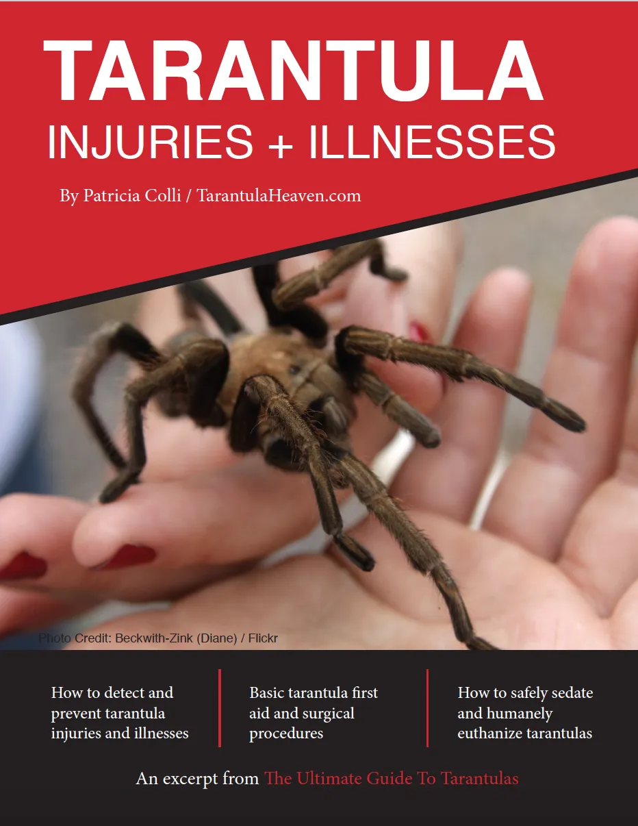 16147 fungal infection tarantula