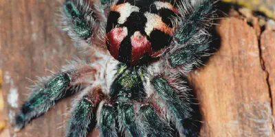 /img/16147-healthy-tarantula-diet.webp