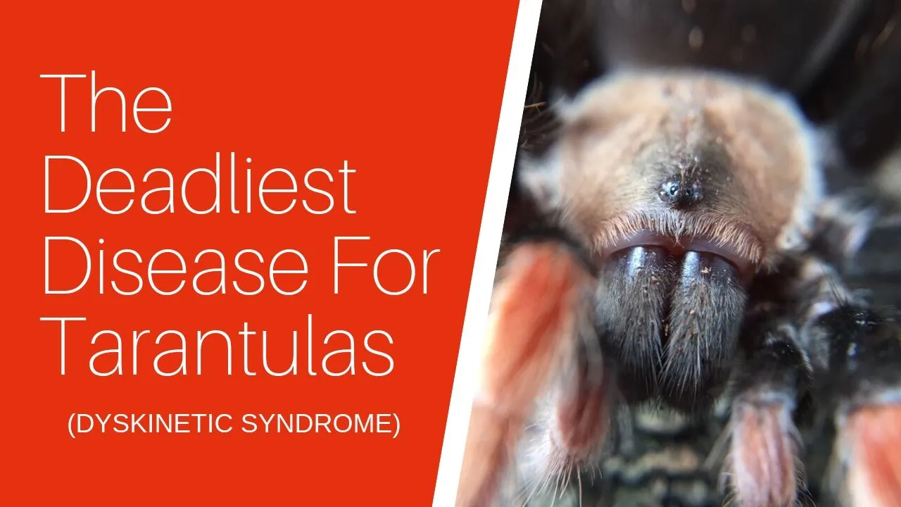 16147 parasitic infection tarantula