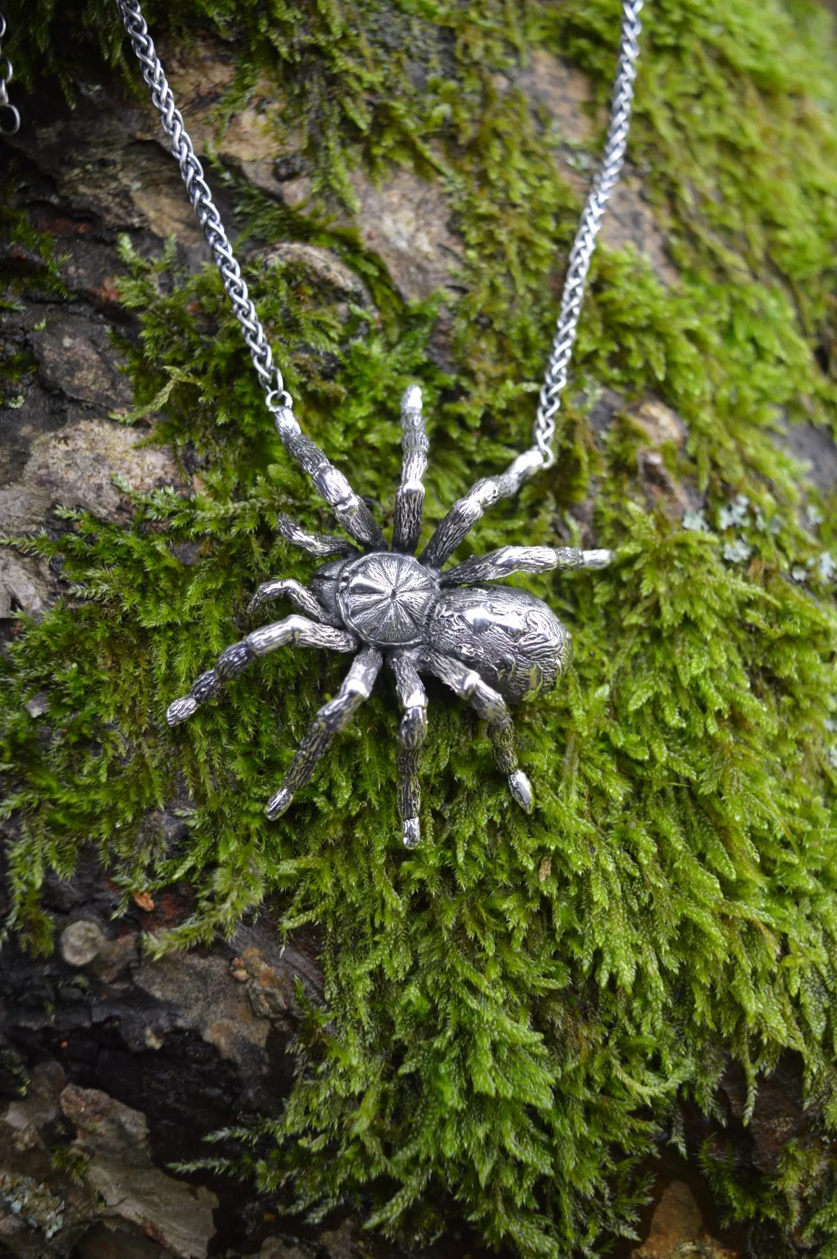 16148 popular uk tarantulas