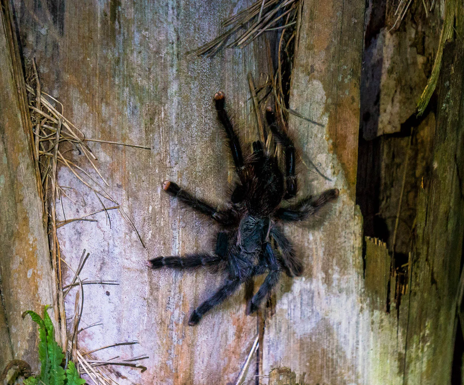 16148 tarantula feeding