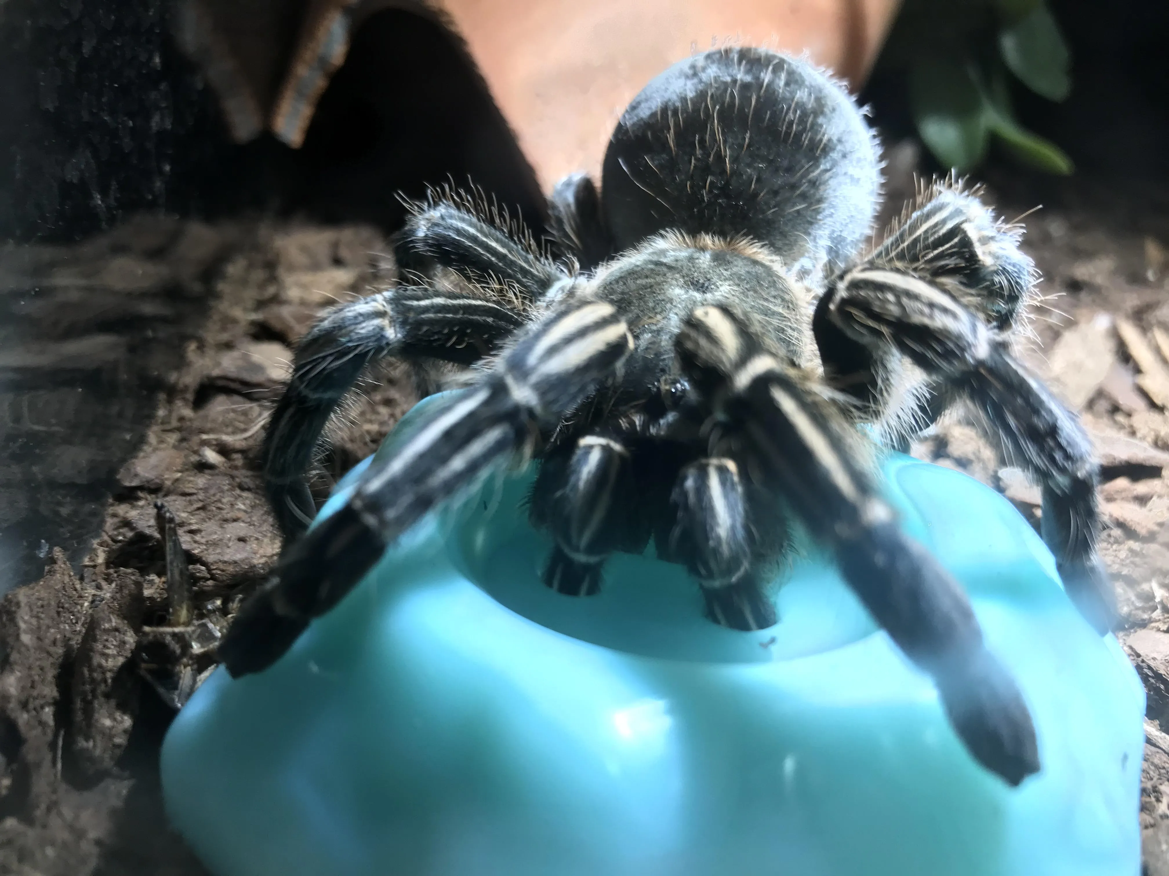 16149 tarantula molting