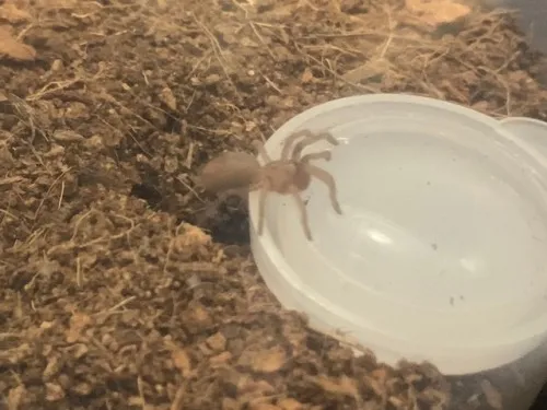 16149 tarantula pedipalps