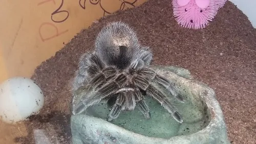 16149 tarantula water dish