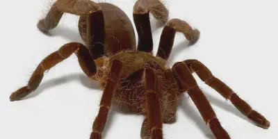 /img/16150-red-baboon-tarantula-defensive.webp