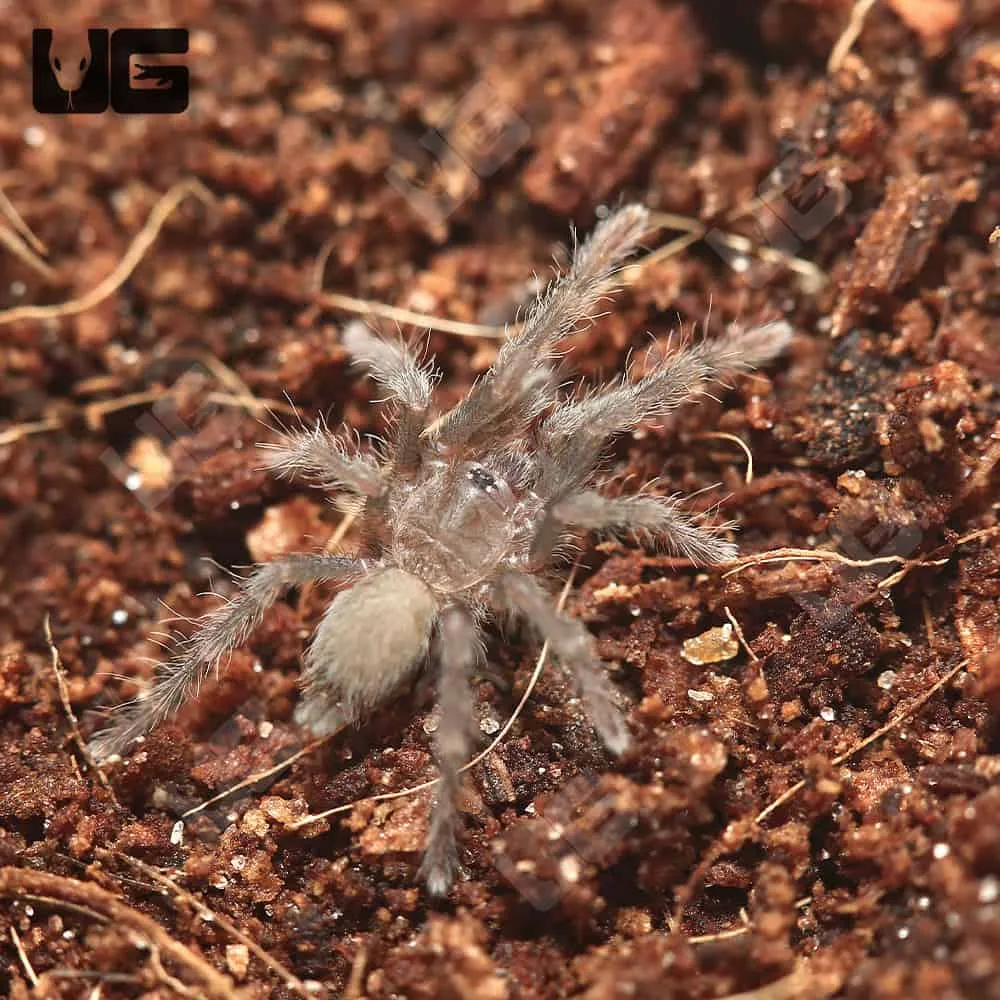 16150 red baboon tarantula feeding