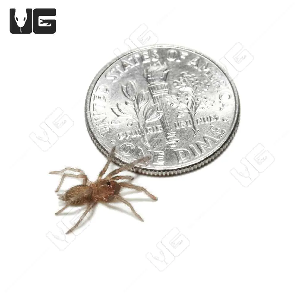 16150 red baboon tarantula handling