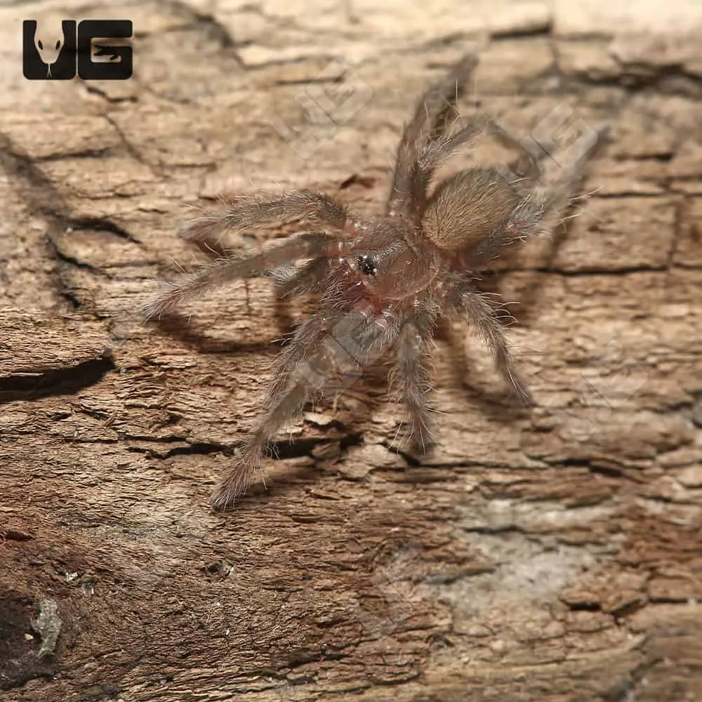 16150 red baboon tarantula molting