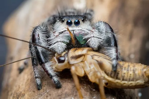 /img/16152-tarantula-environment.webp