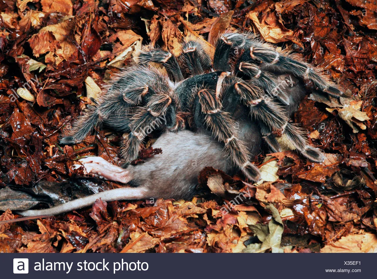 16152 tarantula overview