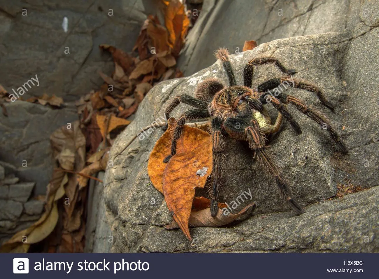 16152 tarantula prey