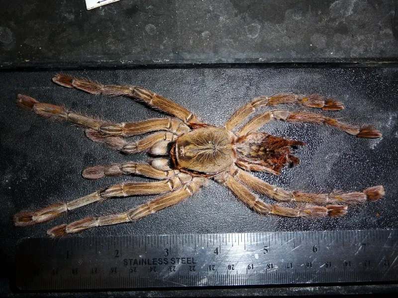 16154 rufilata tarantula enclosure