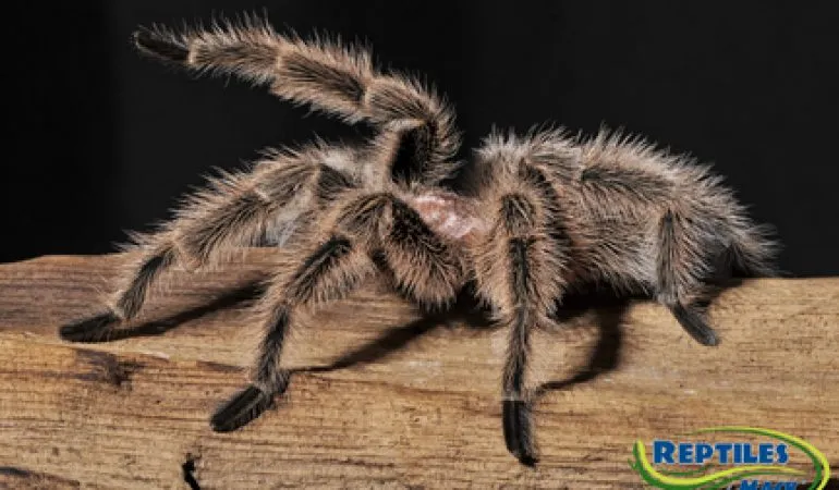 16154 rufilata tarantula health