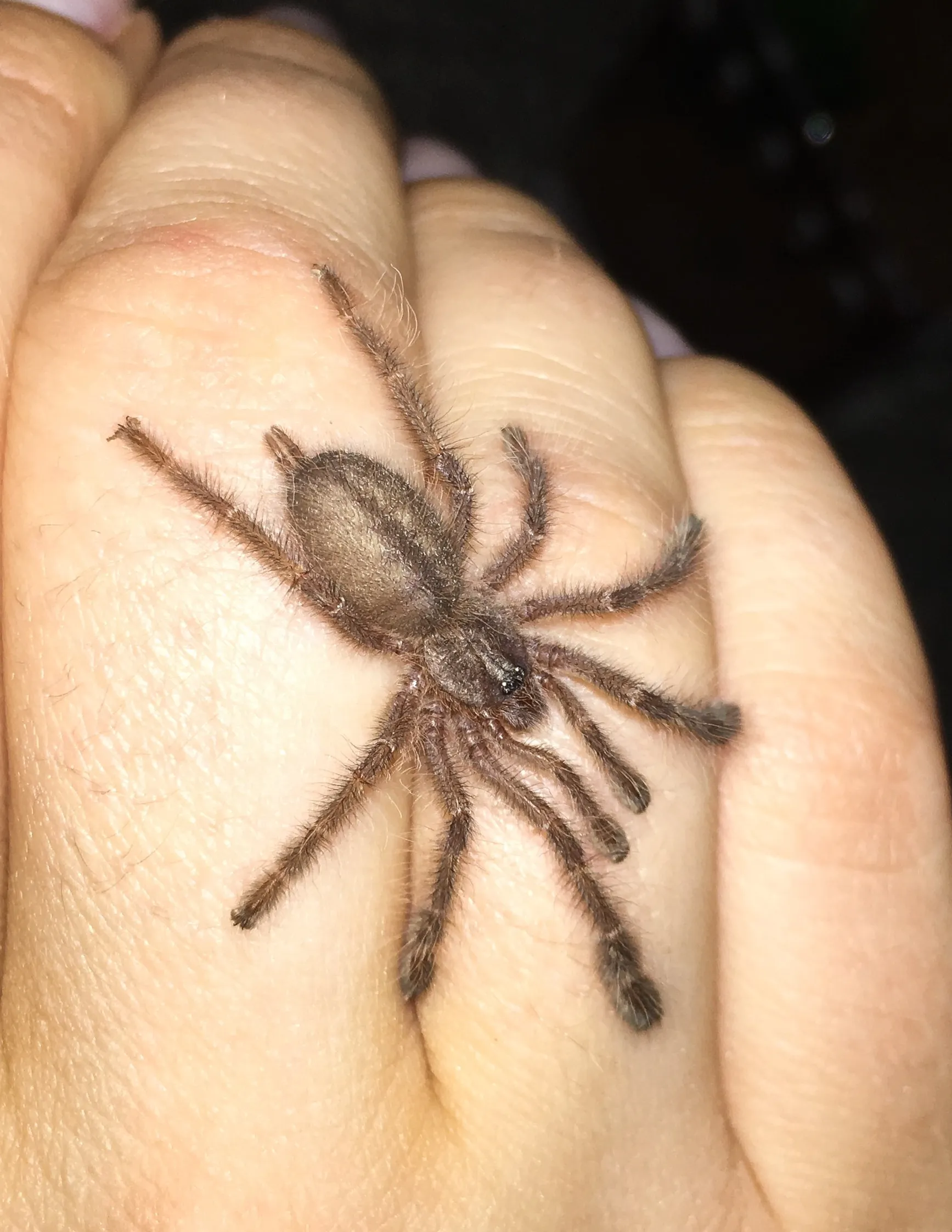 16154 rufilata tarantula molting