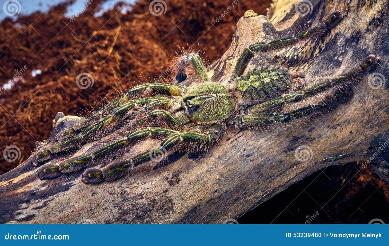 /img/16154-rufilata-tarantula-spiderlings.webp