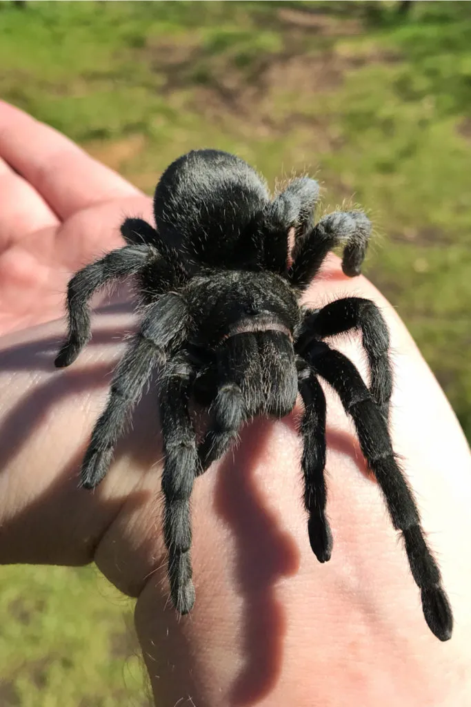 16155 male brazilian black tarantula enclosure