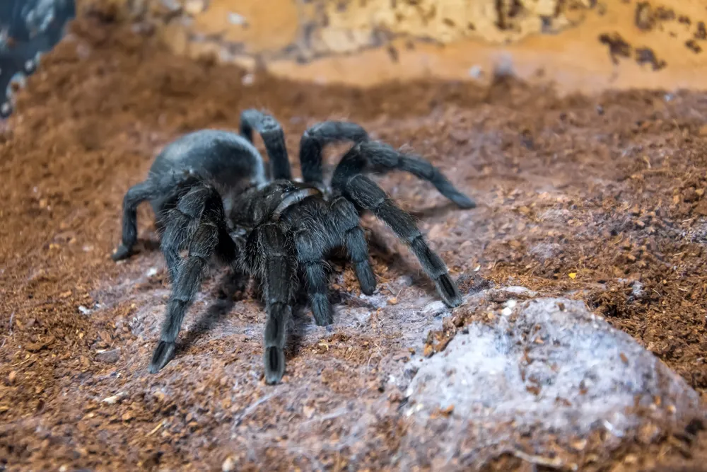 16155 male brazilian black tarantula habitat