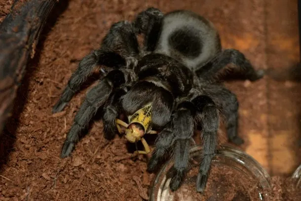 16155 male brazilian black tarantula handling