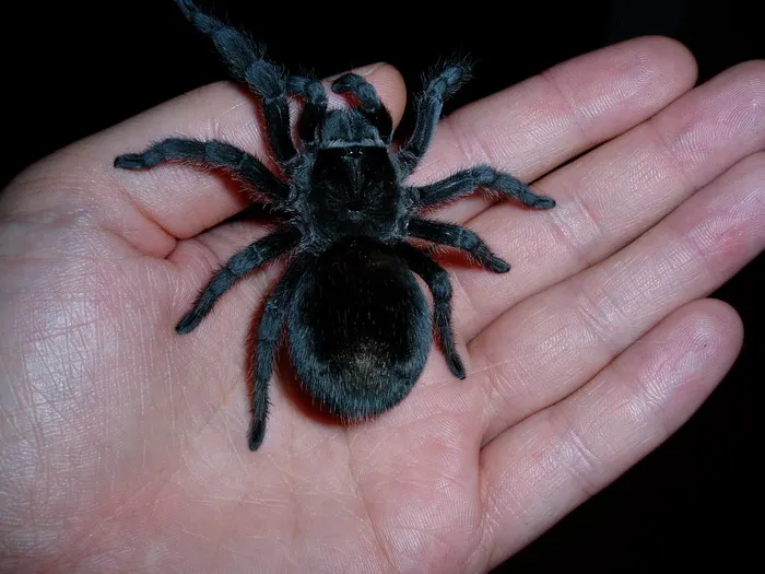 /img/16155-male-brazilian-black-tarantula-spiderling.webp