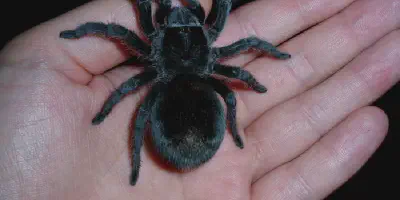 /img/16155-male-brazilian-black-tarantula-spiderling.webp