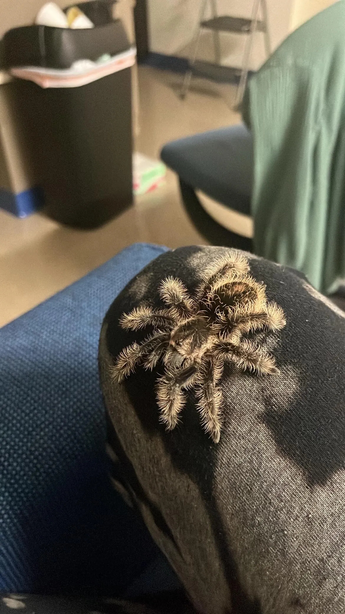 16156 tarantula enclosure