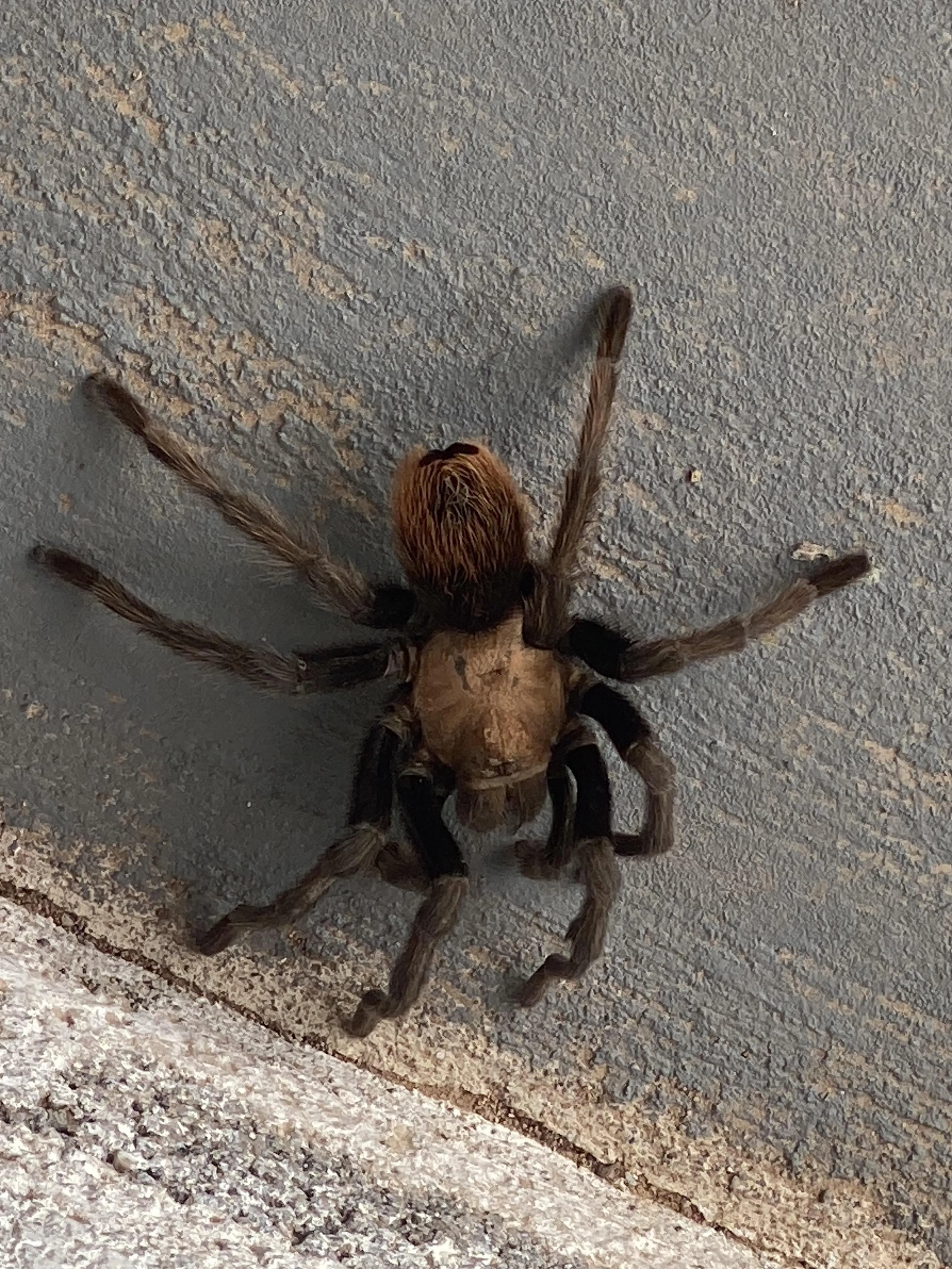 16156 tarantula handling