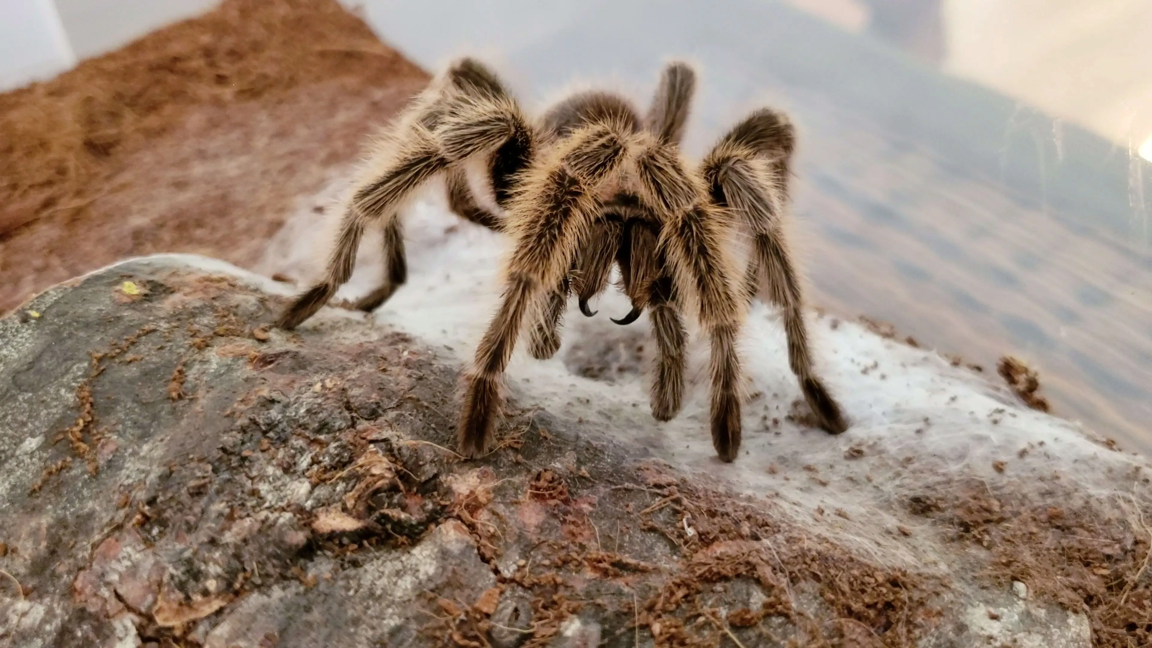 16156 tarantula molting