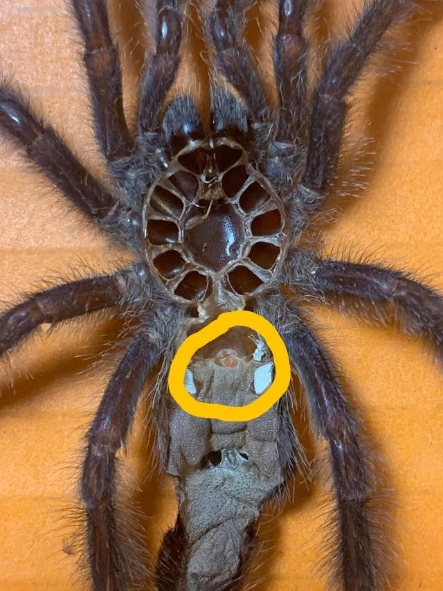 16156 tarantula water dish