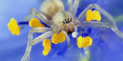 /img/16157-utah-tarantula-spider-landscape.webp
